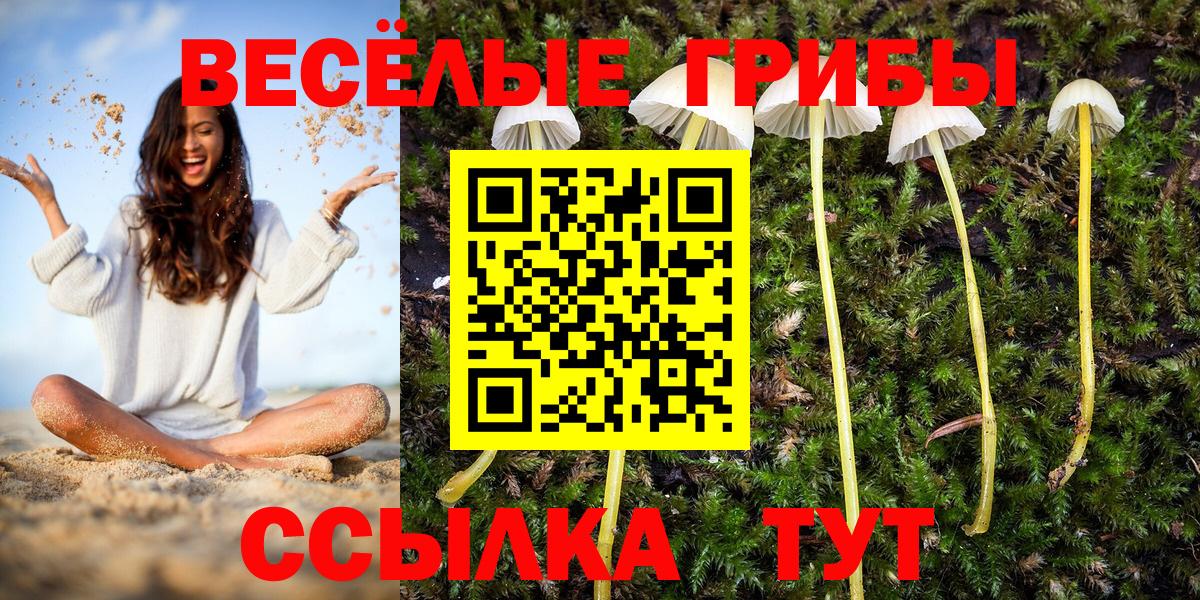 Губкинский  Псилоцибиновые грибы мицелий  Вход с VPN  Галлюциногенные грибы Psilocybine cubensis 